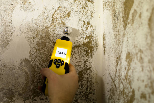 Why You Should Choose Our Mold Remediation Services in Pierson, FL